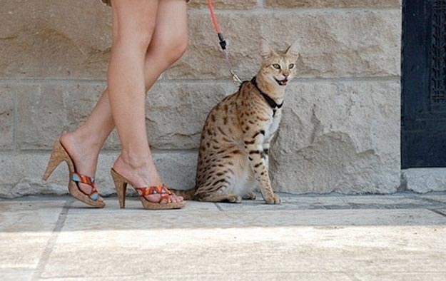 ветклиника кошек в москве Необычная кошка фото