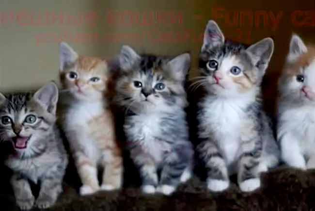 ветклиника кошек в москве Смешные кошки фото
