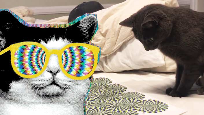 ветклиника кошек в москве Реакция кота на оптическую иллюзию фото