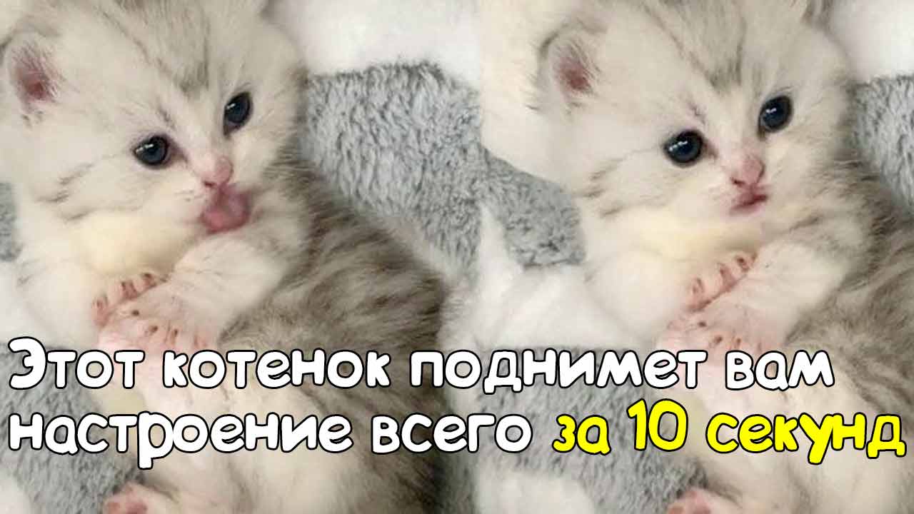 Клубы кошек Котенок поднимет вам настроение всего за 10 секунд фото
