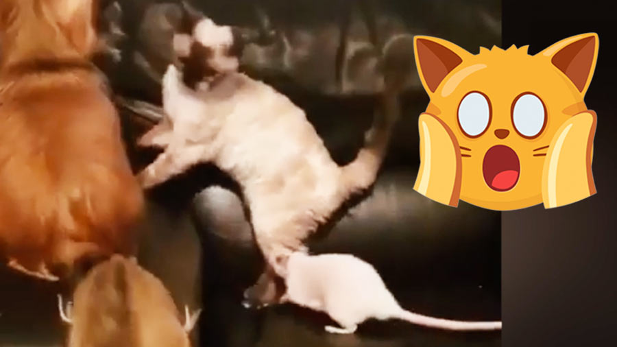 вопросы про кошек Кот, собака и крыса играют вместе 🙀 фото