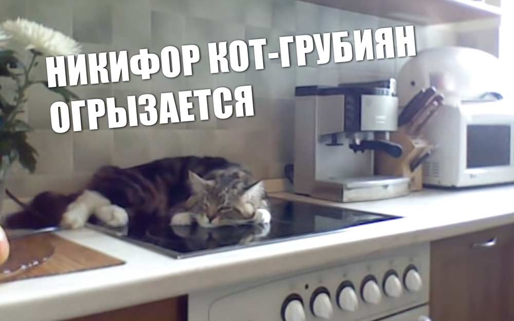 вопросы про кошек Никифор кот-грубиян - огрызается, несуразно выражается, спорит с хозяйкой фото