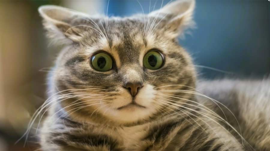 ветклиника кошек в москве Приколы с котами – Смешная озвучка Кот Мурзик фото