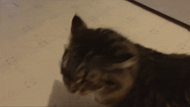 ветклиника кошек в москве Кот встречает....и РАЗГОВАРИВАЕТ) фото