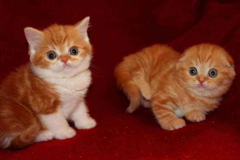 Шотландские ярко-рыжие котята - объявления Мурлыка
