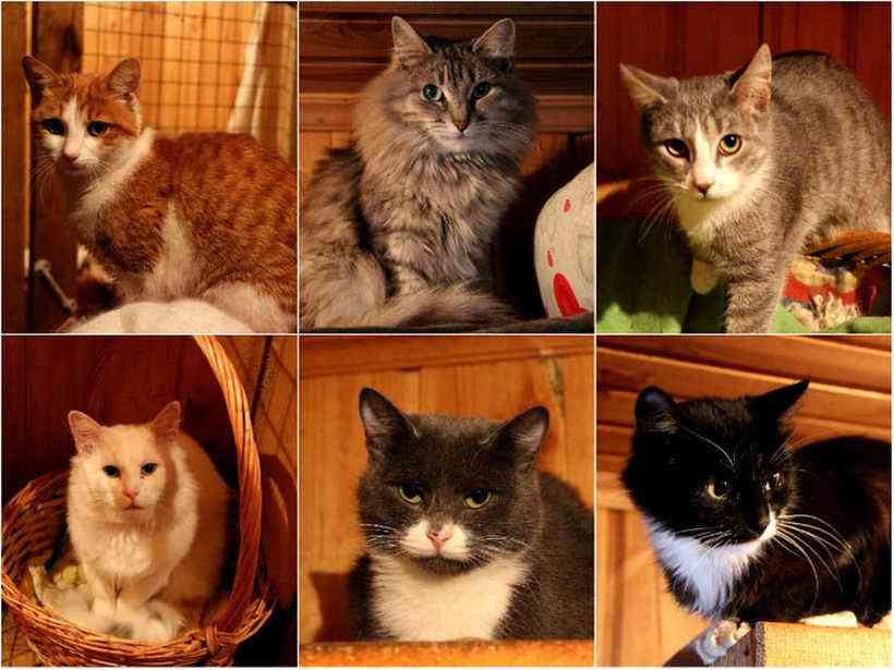 Помоги выбрать кота. Кошки из приюта. Породистые коты в приюте. Котики из приюта. Беспородные котята в дом.