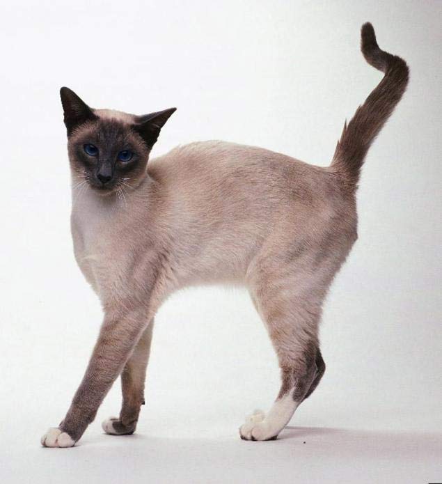 сиамская кошка хвост
