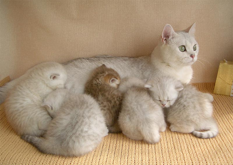 Фото беременности у кошек