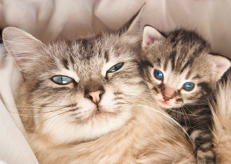 Фото беременности у кошек