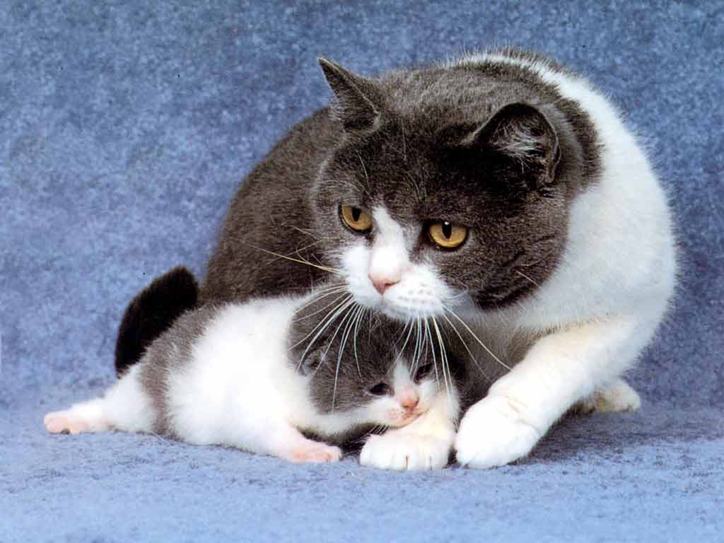 Фото кошки с котятами