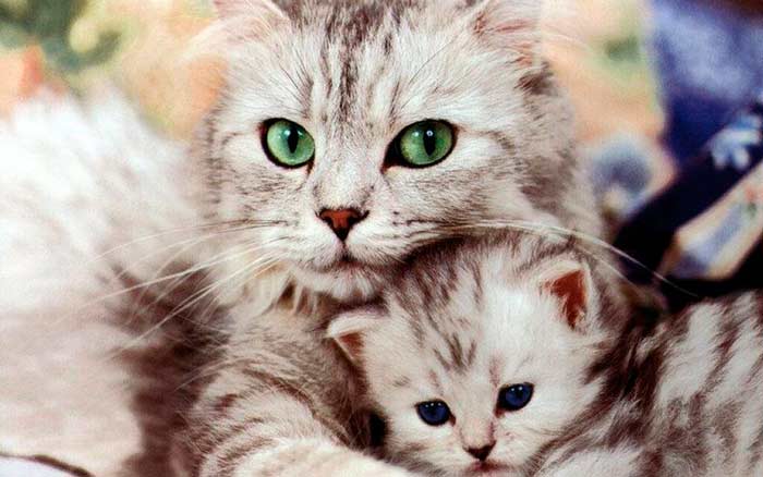 Кошка-мама с пушистым котенком