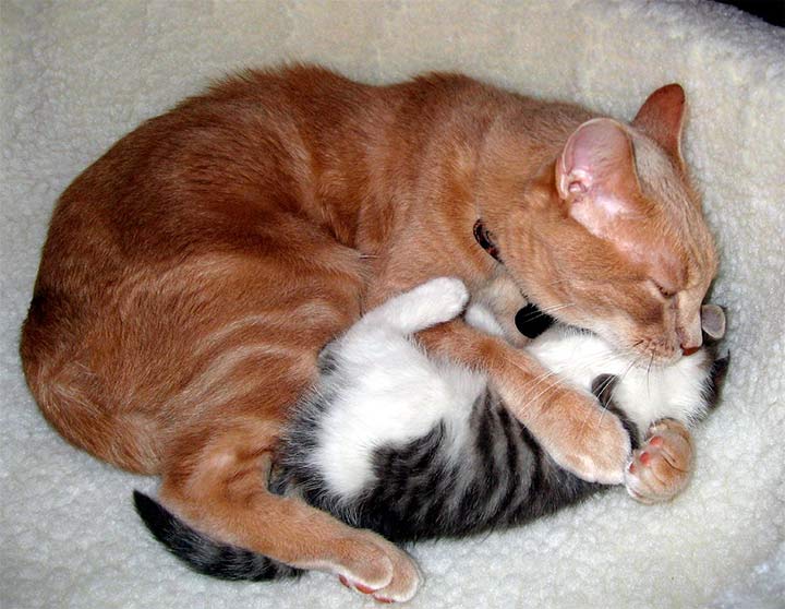 Кошка спит с котенком