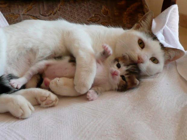 Кошка мама спит с котенком