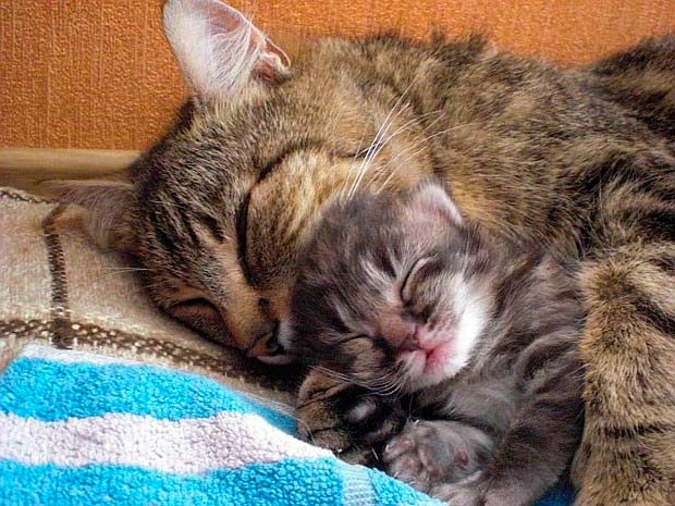 Кошка и котенок спят вместе