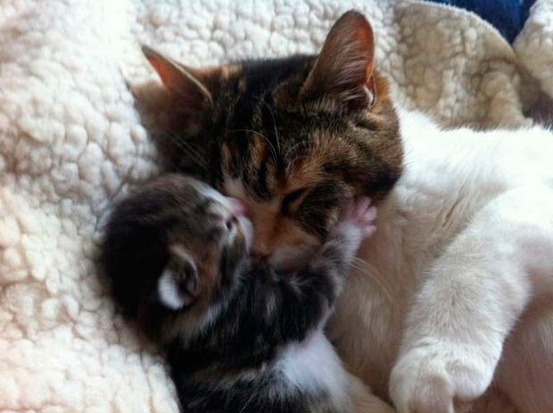 Кошка и котенок спят вместе
