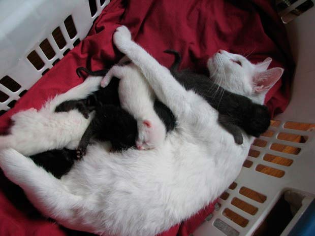 Кошка родила и спит с котятами