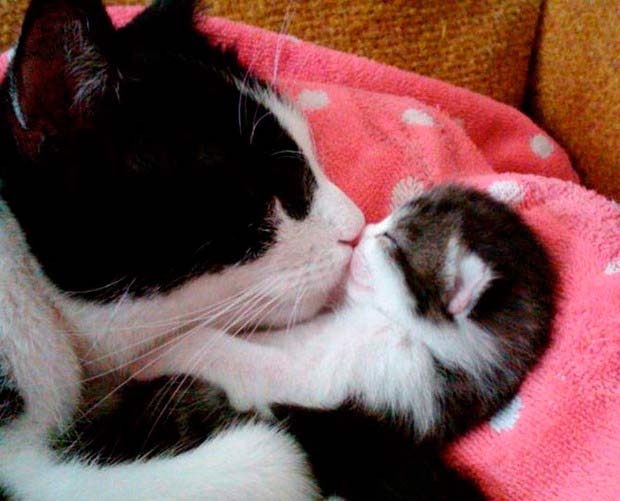 Кошка мама целует своего котенка