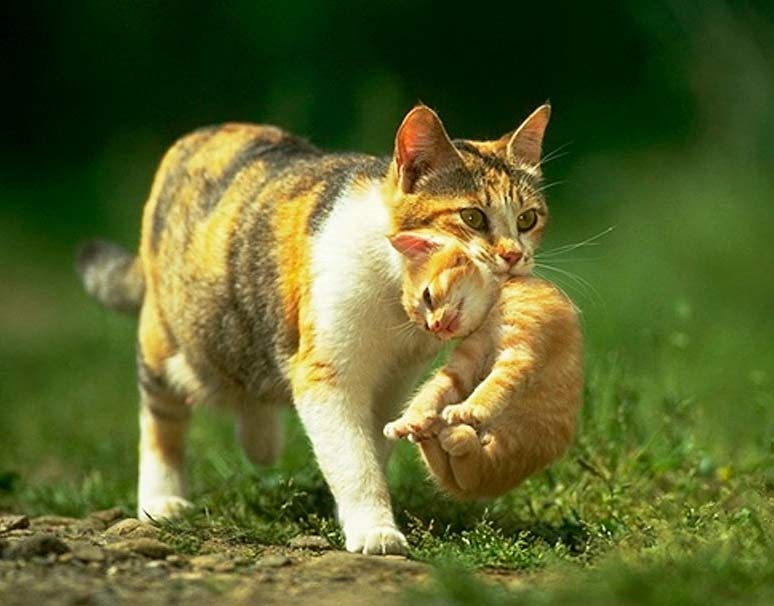 Кошка мама несет своего малыша