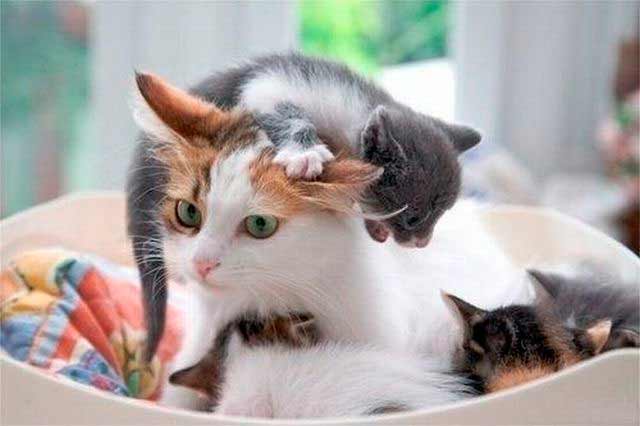 Кошка мама и котенок