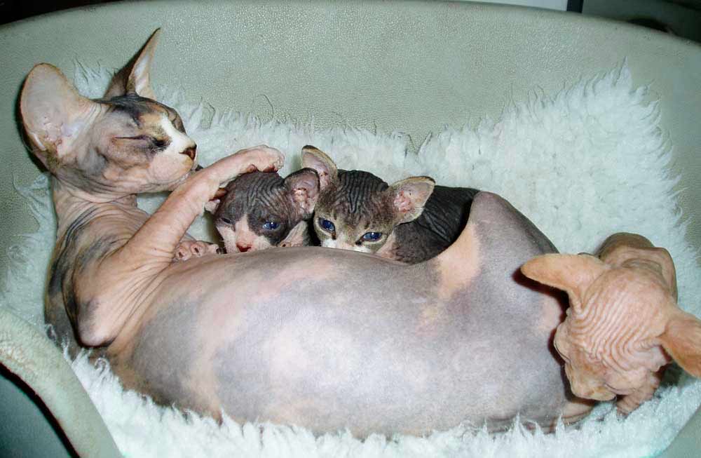 Кошка породы сфинкс принесла потомство.