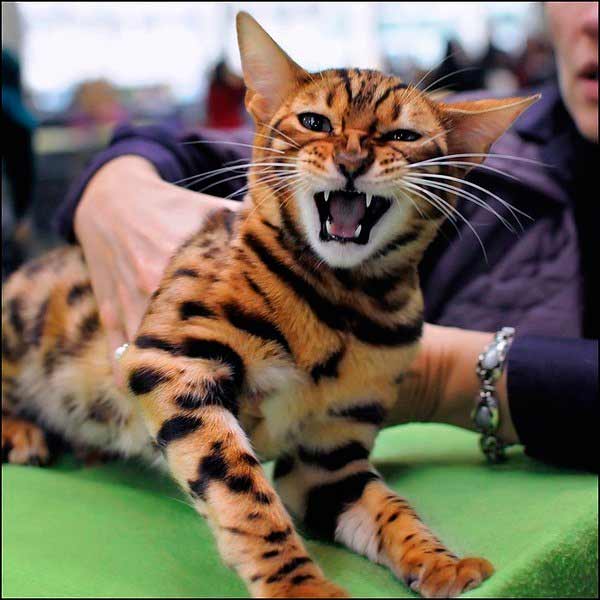 «Королевская Ашера – очень дорогая порода кошек и самая редкая.