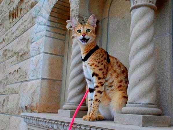 Порода Ашера стоит весьма дорого, от 6000 долларов и выше,чем больше в ней крови сервала,тем дороже кошка.
