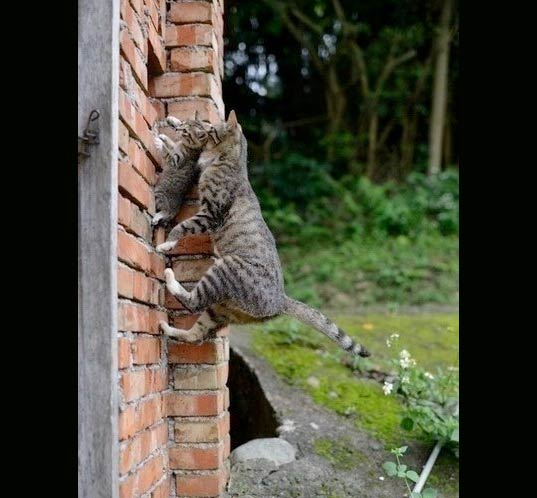 Кошка лезет на стену с котенком