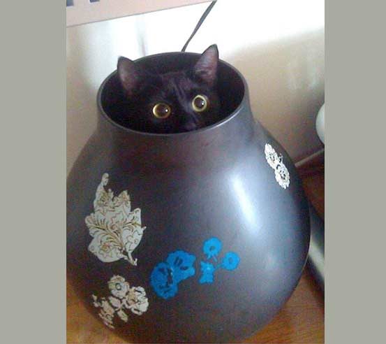 Черный кот в банку залез