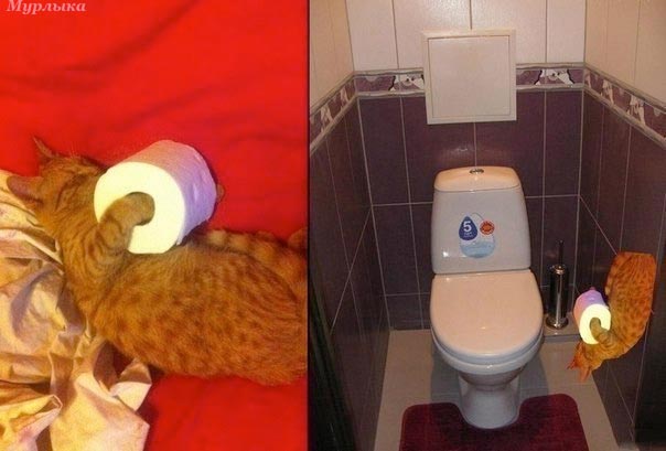 Туалетный кот
