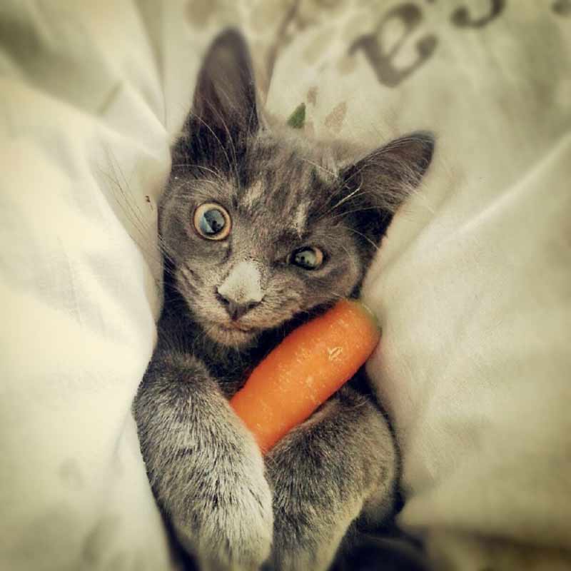 Прикольный кот с морковкой