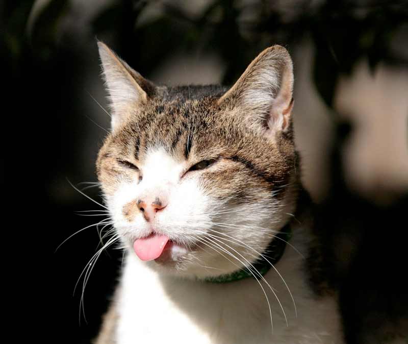 Прикольный кот с языком