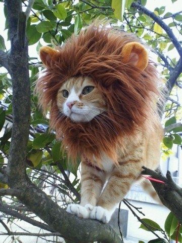 Смешной кото-лев