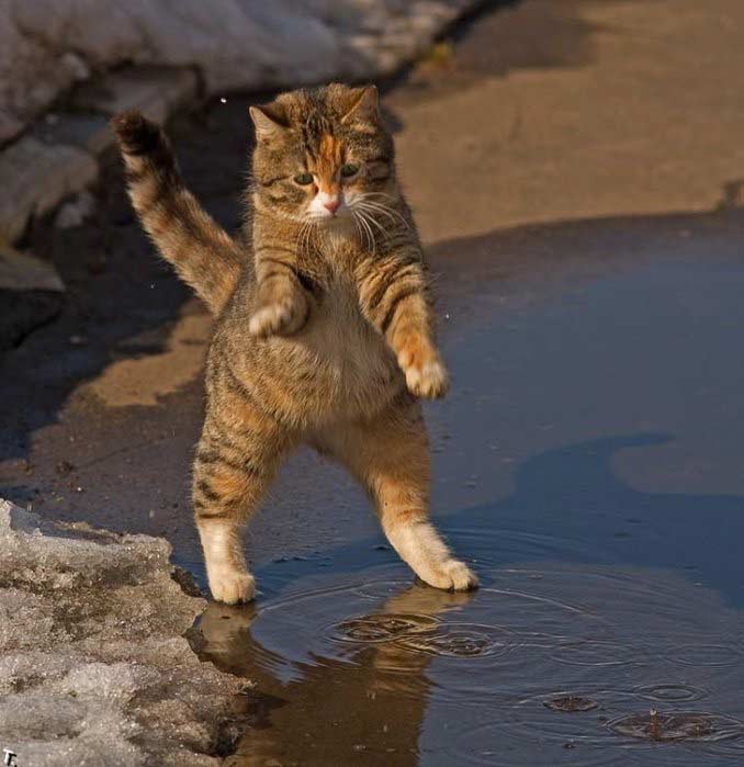Кот боится воды