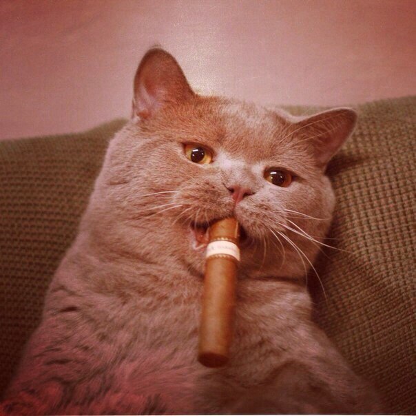 Прикольный кот с сигарой