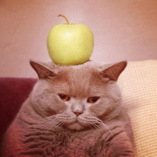 Прикольный кот и яблоко