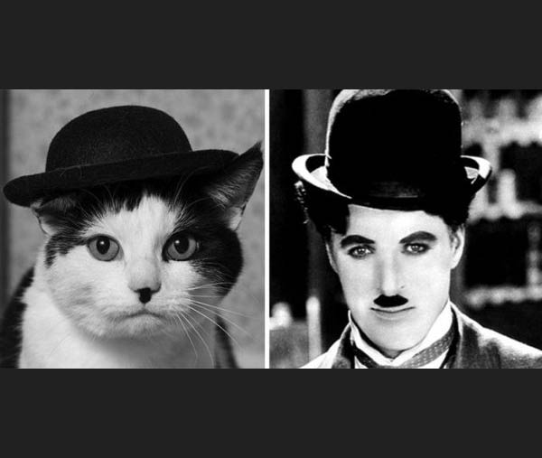 Коты и их двойники. Кот двойник Чарли Чаплина.