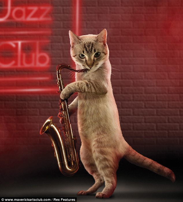 Кошка музыкант играет на саксофоне