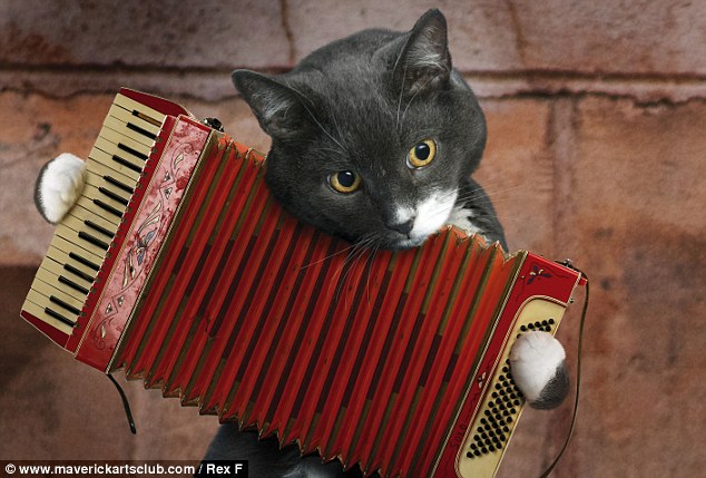 Кошка играет на гармошке