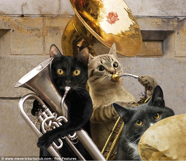Кошки играют на музыкальных инструментах. Кошки музыканты.