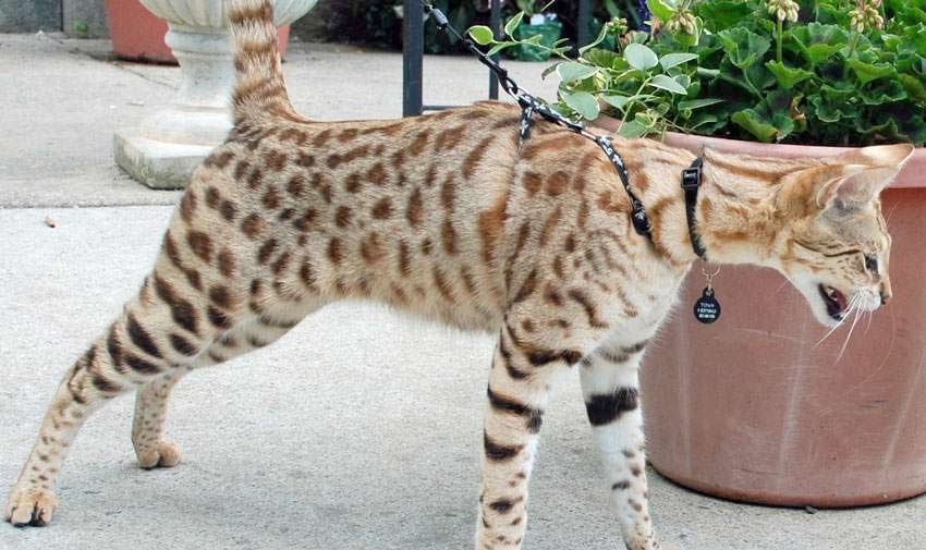 Красивая порода саванна кошка фото