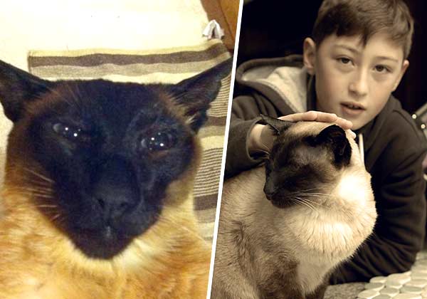 В Новой Зеландии сиамский кот целых десять лет жил на две семьи
