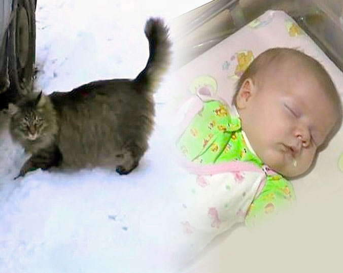 Кошка несколько часов согревала малыша, подброшенного в подъезд