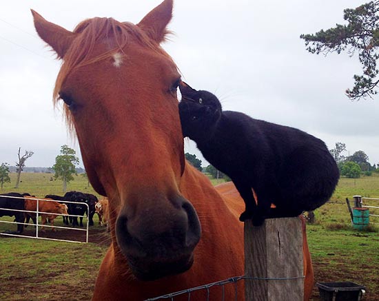 Правдивая история о дружбе кошки и лошади