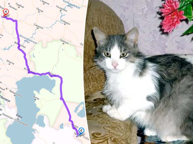 Кот прошел 3000 км в поисках уехавших хозяев