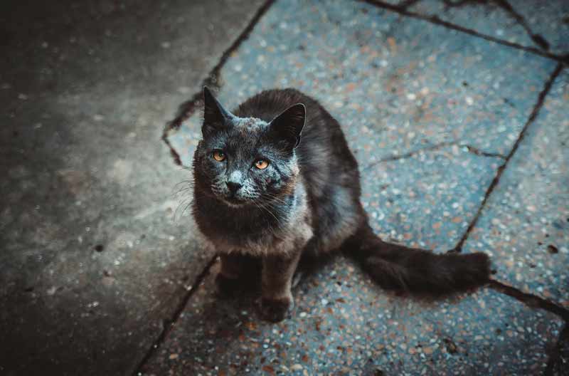 Истории, которые делают нас лучше: Серый кот