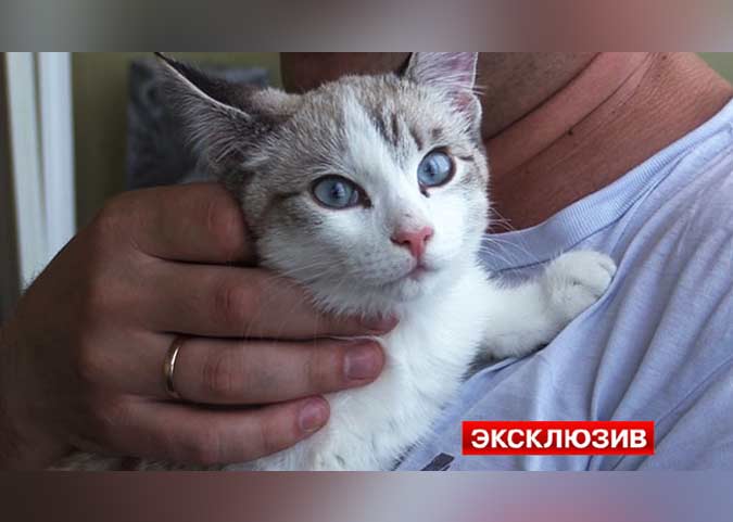 В Новосибирске котенок чудом остался жив, упав на автомобиль с 19 этажа