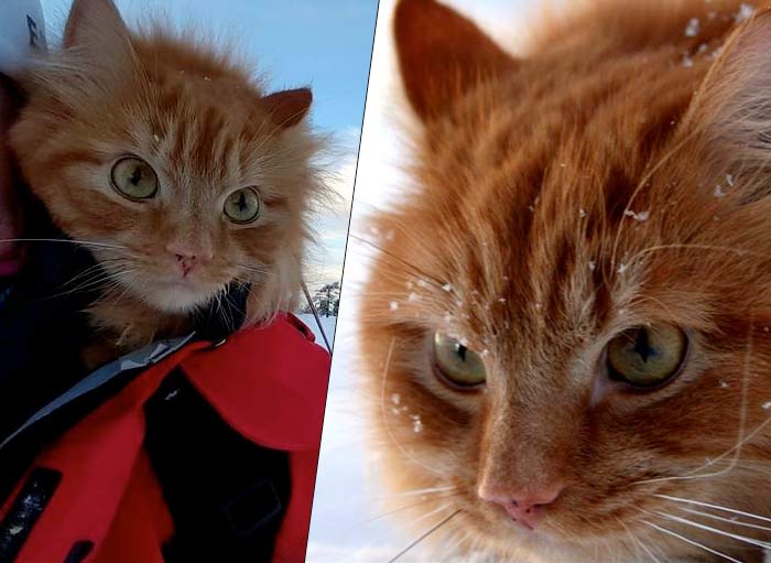 В одной из норвежских семей живет самый спортивный кот на свете
