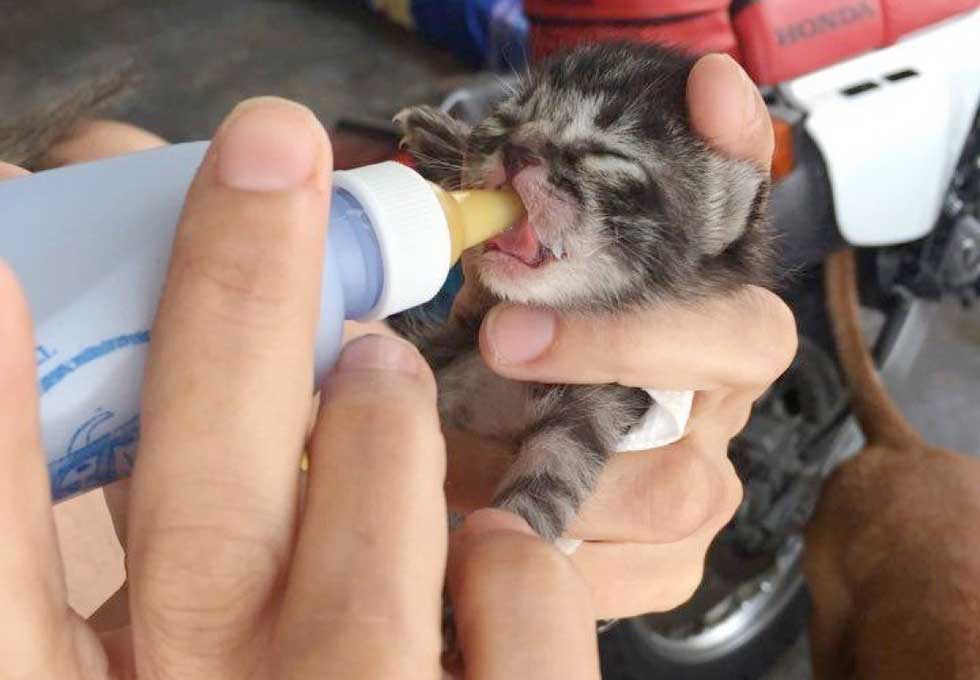 Крошечный новорожденный котенок удивил семью, появившись у их порога