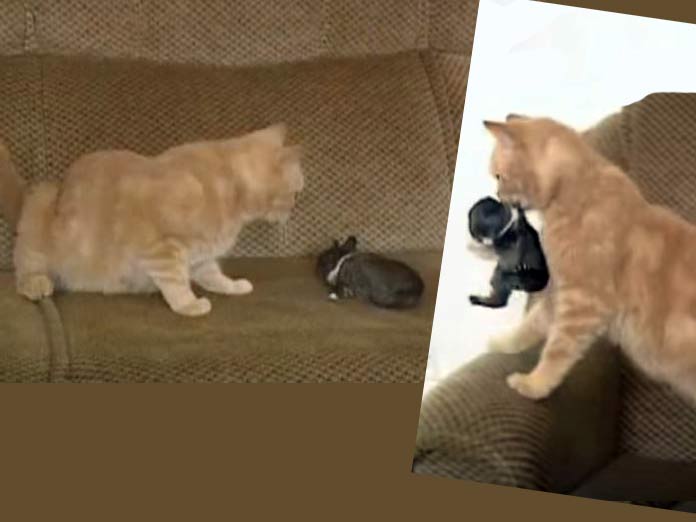 Кошка нашла на диване крольчонка и решила его усыновить