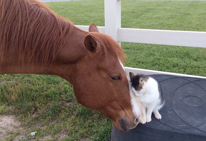 Кот и лошадь стали лучшими друзьями и постоянно проводят время вместе